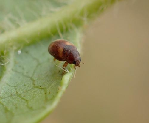 Nephus quadrimaculatus